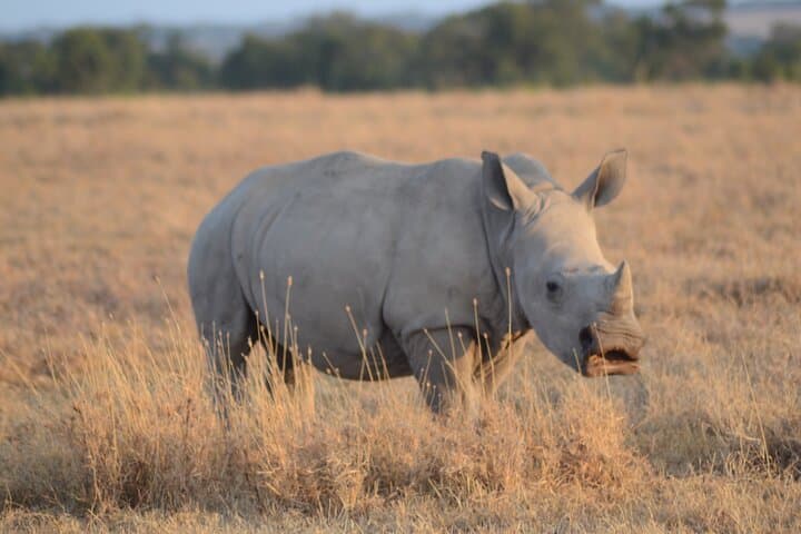 Masai Mara by Air: 4-Day Private Flight Safari from Nairobi photo 6