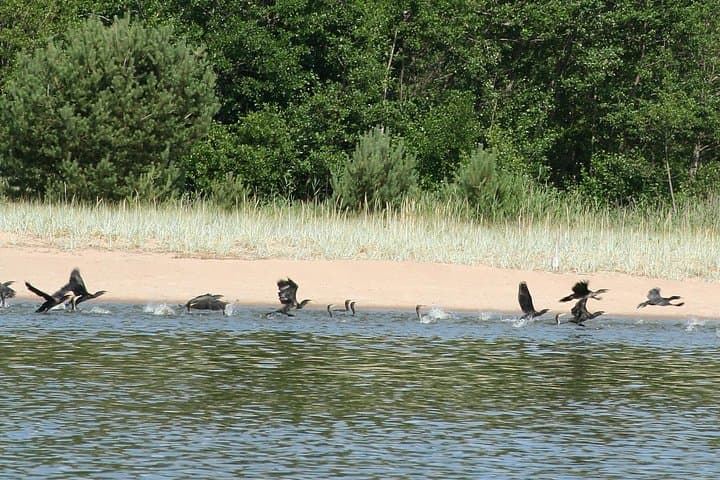 Canoe the Curonian Spit: Guided Tour to the Untouched Sand Dunes (UNESCO) photo 4