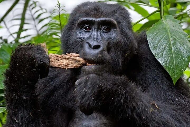4-Day Uganda Gorilla and Wildlife Tour: Bwindi, Lake Bunyonyi & Lake Mburo