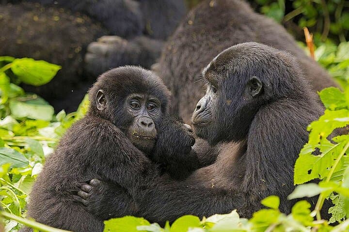 4-Day Uganda Gorilla and Wildlife Tour: Bwindi, Lake Bunyonyi & Lake Mburo photo 2