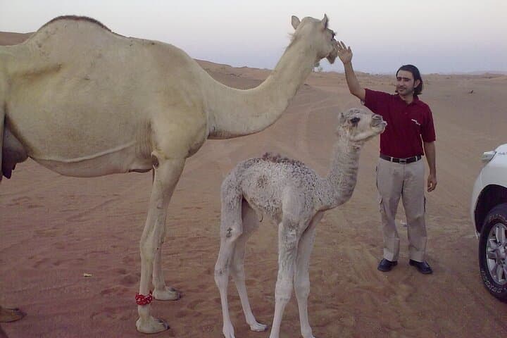 Sunrise Dunes: Al Awir Morning Desert Safari in Dubai photo 6