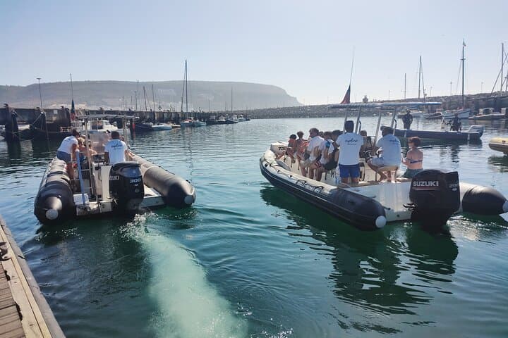 Sesimbra Arrábida Dolphin & Whale Watching Tour with Biologist — 3‑Hour Marine Cruise photo 5