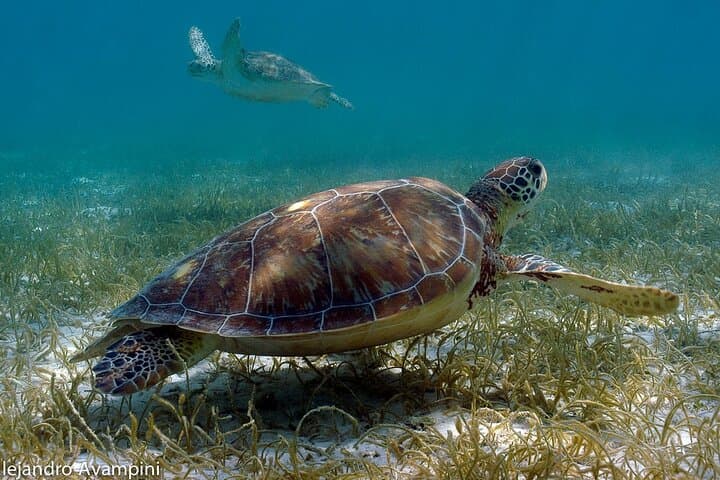 Tulum Ruins, Akumal Turtle Snorkel & Cenote Day Tour from Cancún photo 4