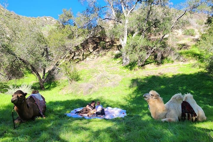 Camel Trek & Ranch Experience Near Los Angeles — 3-Hour Forest Ride, Animal Encounters & S'mores photo 2