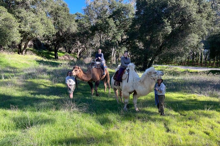 Camel Trek & Ranch Experience Near Los Angeles — 3-Hour Forest Ride, Animal Encounters & S'mores photo 4