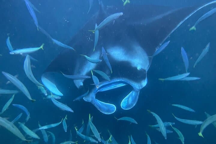 Night Manta Ray Snorkel in Kailua-Kona: Guided Canoe Tour on the Big Island photo 3