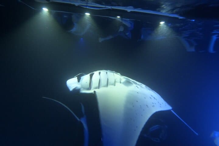 Night Manta Ray Snorkel in Kailua-Kona: Guided Canoe Tour on the Big Island