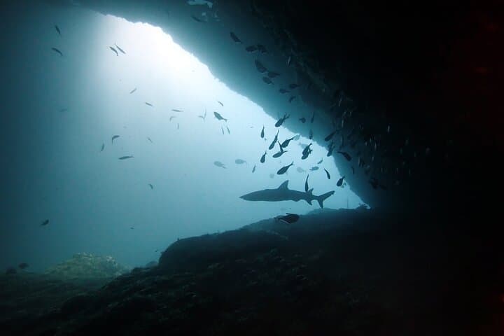 Shark Cave Dives at Tangked & Biaha — Two Certified Dives from Padangbai photo 2