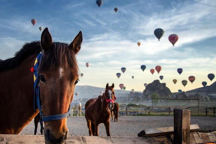Cappadocia Horse Riding: Sunrise, Sunset & Daytime Horse Safari in Goreme