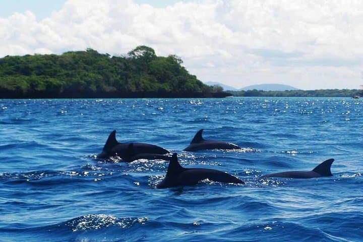 Mnemba Island Dolphin Swim and Snorkeling with Seafood Lunch photo 2