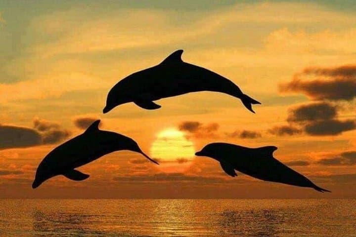 Mnemba Island Dolphin Swim and Snorkeling with Seafood Lunch photo 3