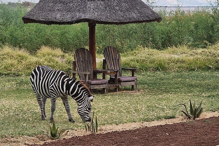 6-Day Private Safari from Arusha: Eastern Great Rift Valley & Ngorongoro Crater photo 4