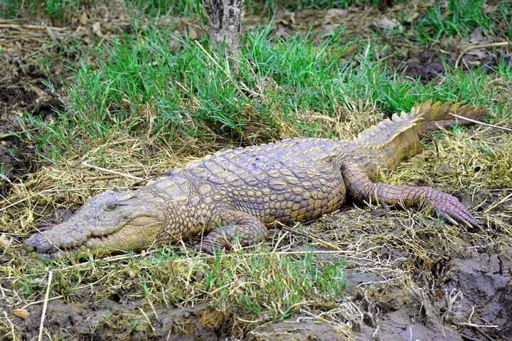 St Lucia Boat Safari: Hippos, Crocs & Birdlife from Richards Bay photo 6