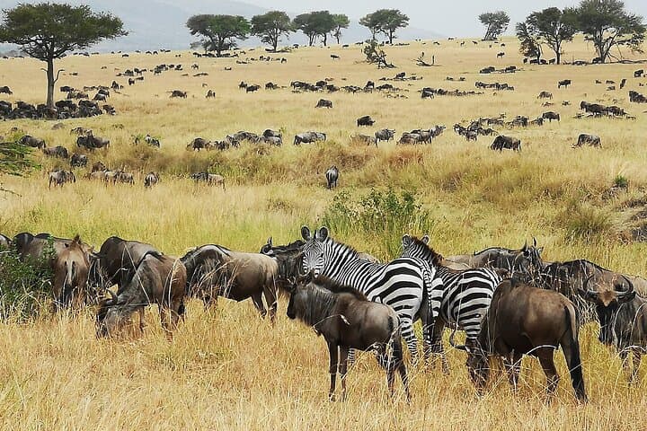 Follow the Great Migration: 9-Day Arusha to Serengeti Safari photo 2