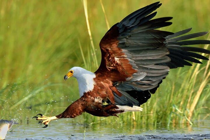 St Lucia Boat Safari: Hippos, Crocs & Birdlife from Richards Bay