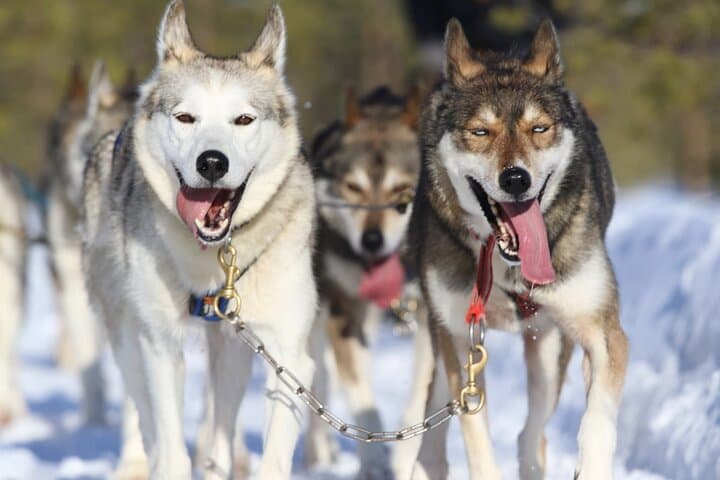 Self-Driven 7km Husky Sled Adventure Near Rovaniemi photo 3