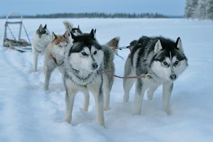 Self-Driven 7km Husky Sled Adventure Near Rovaniemi photo 4