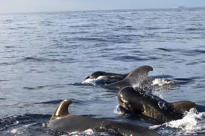 Tenerife Catamaran Whale & Dolphin Tour with Lunch — Puerto Colón photo 5