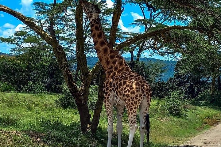 Discover Nairobi National Park Safari and Giraffe Center Tour photo 3