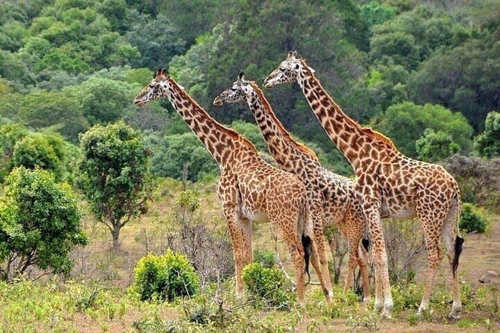 Private Amboseli Overnight Tour: Elephants and Kilimanjaro Views photo 4