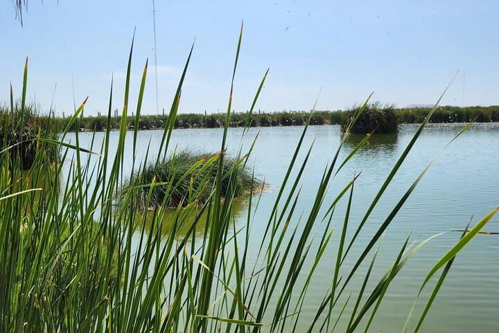 Birdwatching and Trekking at Pantanos de Villa: Lima's Urban Wetland Escape photo 4