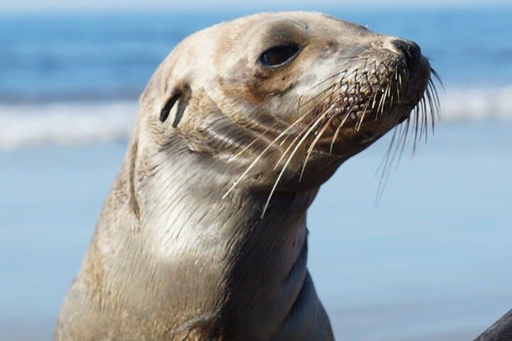 La Jolla 90-Minute Double Kayak Rental — Paddle the Ecological Reserve photo 6