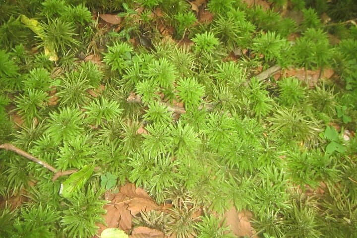 Mt. Fuji Ice Caves and Aokigahara Sea of Trees: Guided Forest Walk and Lava Cave Tour photo 6