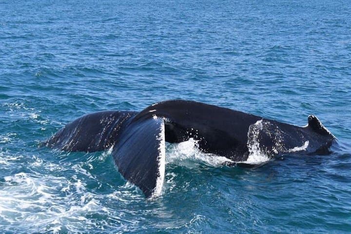Samaná Whales and Salto El Limón: Full-Day Boat Cruise and Waterfall Trek photo 3
