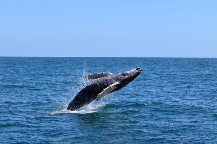 Samaná Whales and Salto El Limón: Full-Day Boat Cruise and Waterfall Trek photo 4