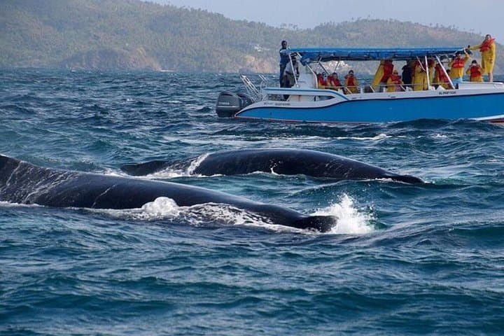 Samaná Whales and Salto El Limón: Full-Day Boat Cruise and Waterfall Trek photo 2