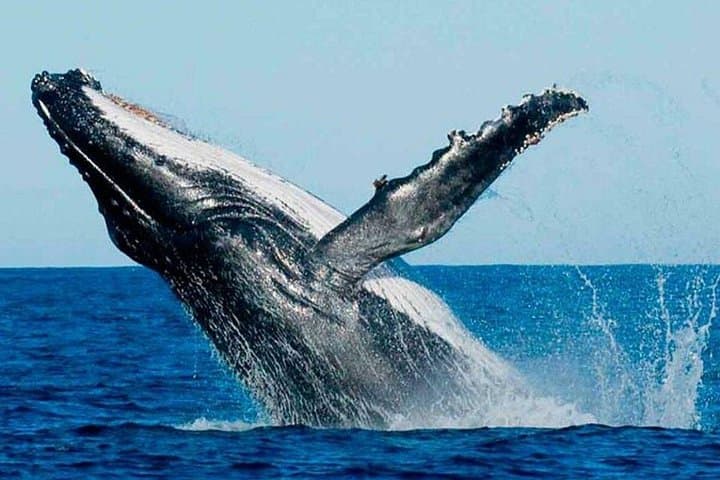Samaná Whales and Salto El Limón: Full-Day Boat Cruise and Waterfall Trek photo 1