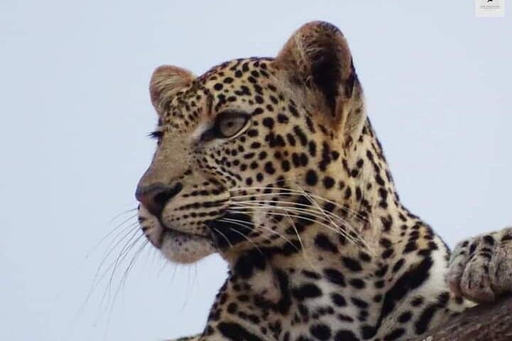 4-Day Best of Kenya Private Safari from Malindi — Tsavo, Amboseli & Mzima Springs