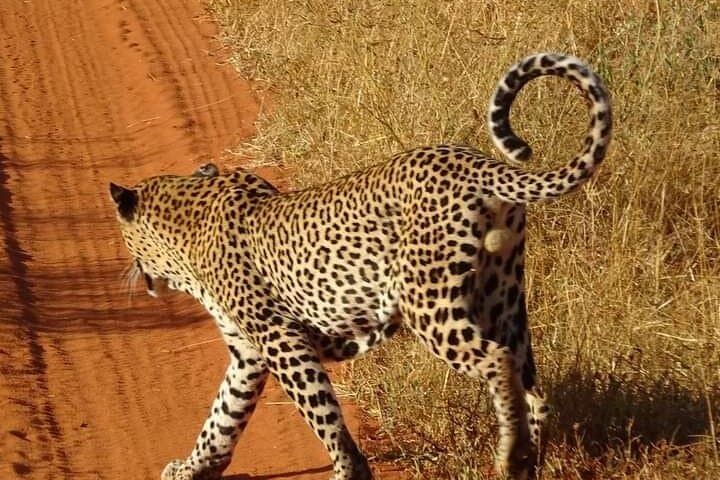 Tsavo East in 48 Hours: Diani Beach to Big-Game Safari