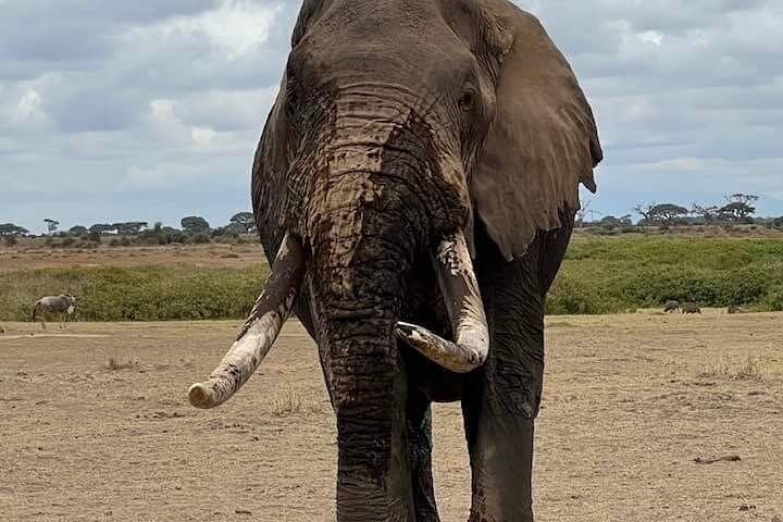 Tsavo East in 48 Hours: Diani Beach to Big-Game Safari photo 4
