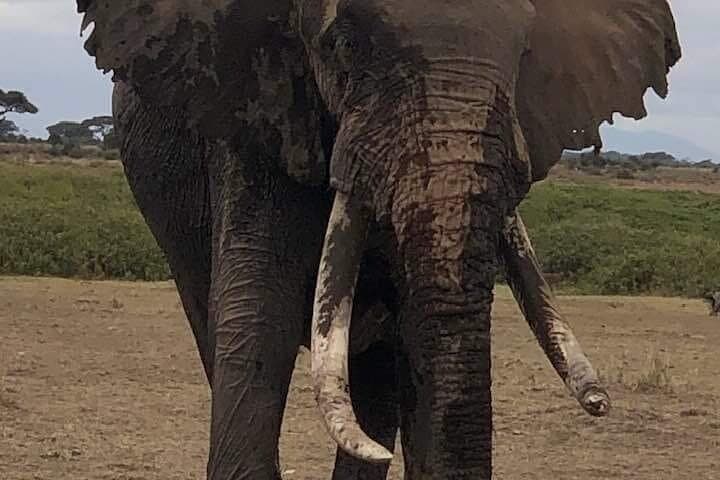 Red Dust and Giants: 3-Day Private Safari to Tsavo East from Watamu