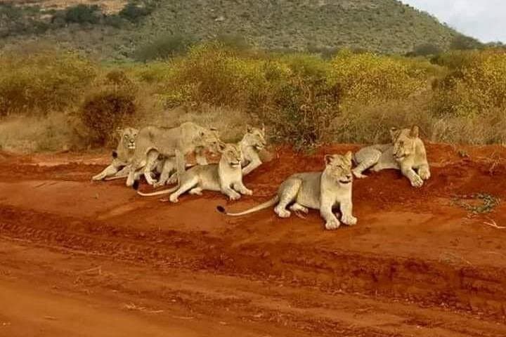 3-Day Tsavo East Safari from Diani Beach — Big Game & Lugard Falls Picnic photo 3