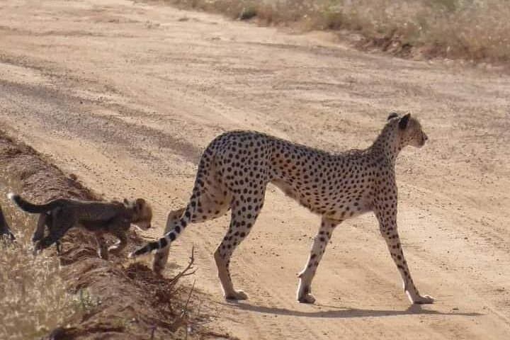 3-Day Tsavo East Safari from Diani Beach — Big Game & Lugard Falls Picnic photo 4