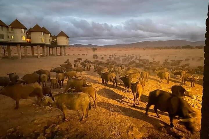 3-Day Private Guided Safari: Tsavo East & West from Malindi photo 5