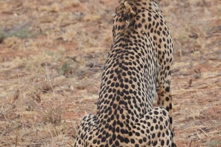 3-Day Private Guided Safari: Tsavo East & West from Malindi photo 4