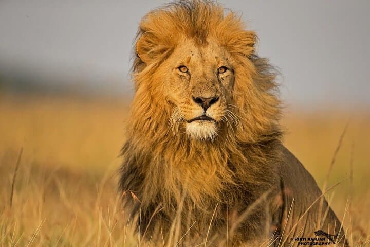 4-Day Masai Mara Jeep Safari: Wildebeest Migration & Big Five Lodge Experience photo 4