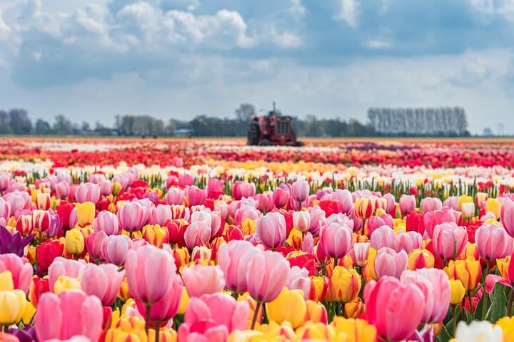 Private Keukenhof Gardens & Tulip Fields Tour from Amsterdam photo 2