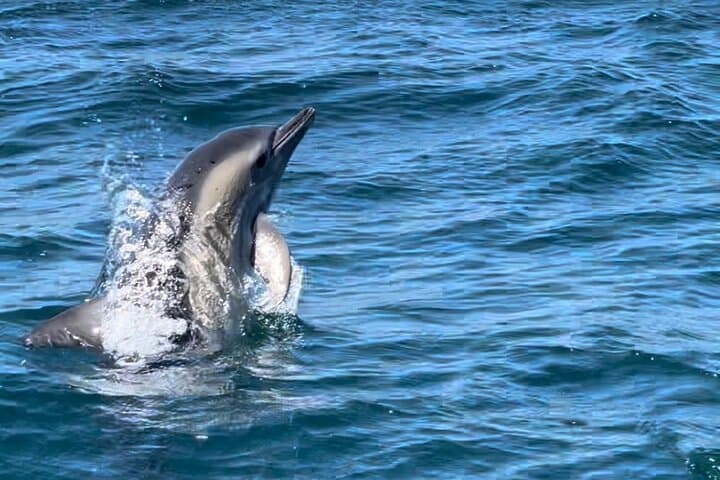 Sesimbra Arrábida Dolphin & Whale Watching Tour with Biologist — 3‑Hour Marine Cruise photo 3