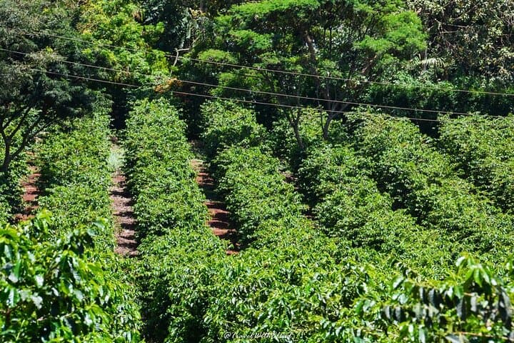 Fairview Estate Coffee Farm Tour From Nairobi — Farm-to-Cup Experience photo 4