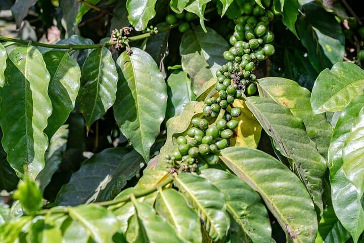 Fairview Estate Coffee Farm Tour From Nairobi — Farm-to-Cup Experience photo 5
