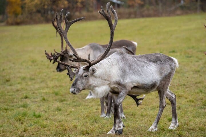 Meet Lapland's Semi‑Wild Reindeer: Summer & Autumn Farm Visit from Rovaniemi photo 3