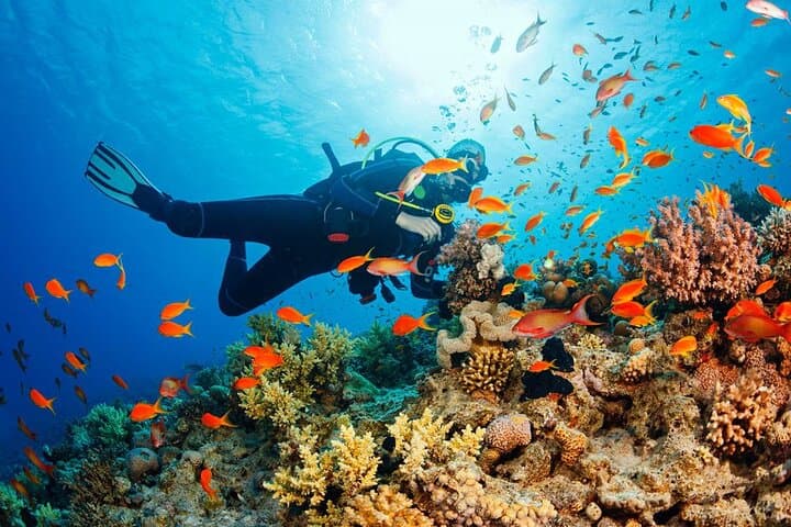 Fethiye Scuba Diving: Two-Dive Aegean Experience for Beginners photo 6