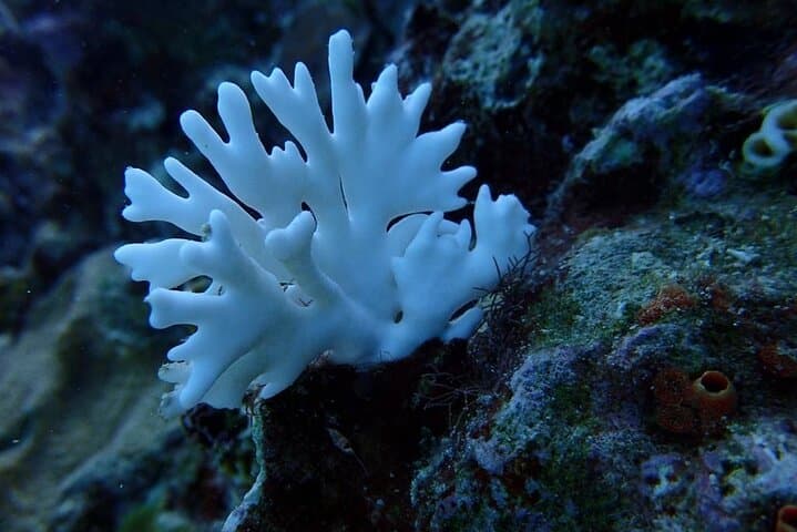 Montego Bay Scuba Diving and Hip Strip Shopping — Intro Open-Water Dive + Souvenir Stop photo 4