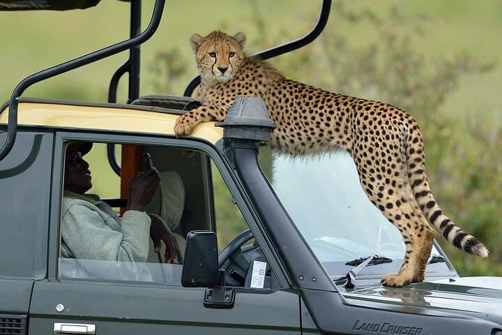 4-Day Masai Mara Jeep Safari: Wildebeest Migration & Big Five Lodge Experience photo 2