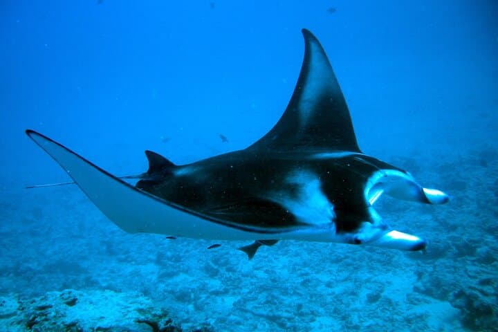 Bora Bora Private Jet Ski and Eco Sharks & Rays Snorkel Combo photo 4
