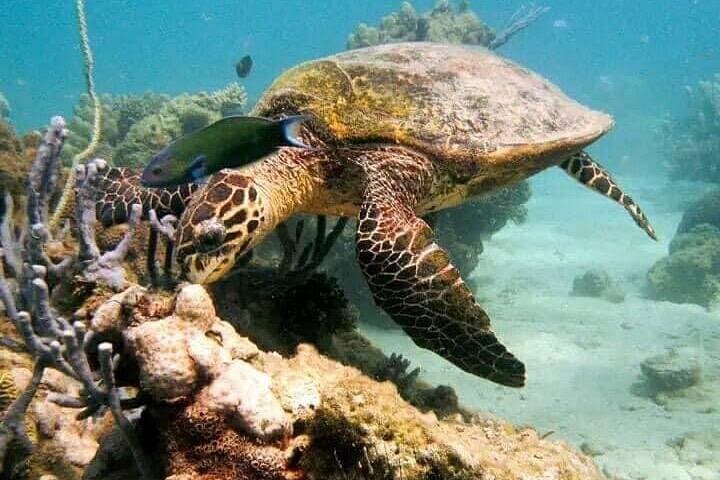 Explore Nosy Komba & Nosy Tanikely: Snorkel Crystal Reefs and Meet Island Lemurs